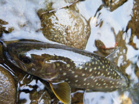 岩魚は癒されます～